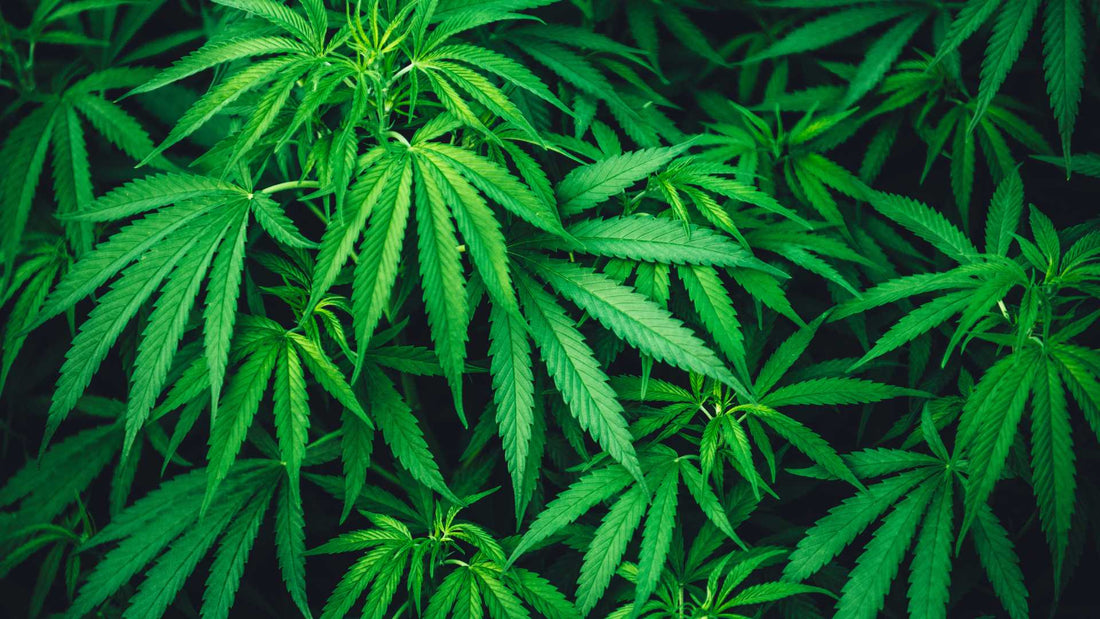 Cannabis Toppen
