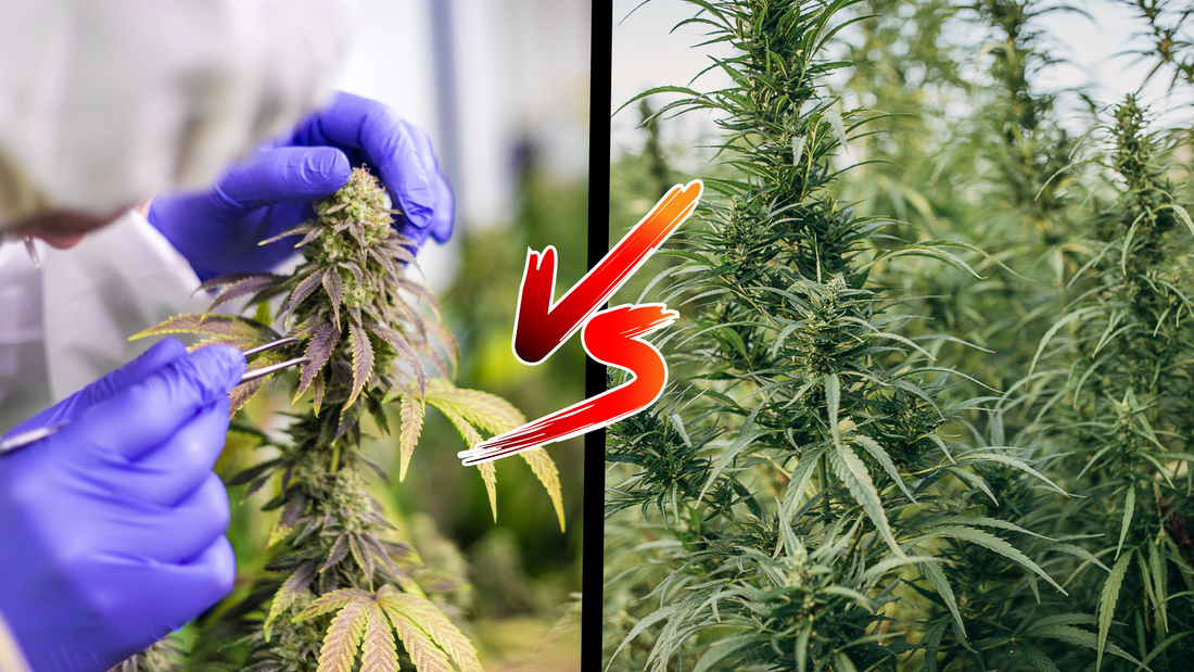 clash zwischen industrie und homegrow