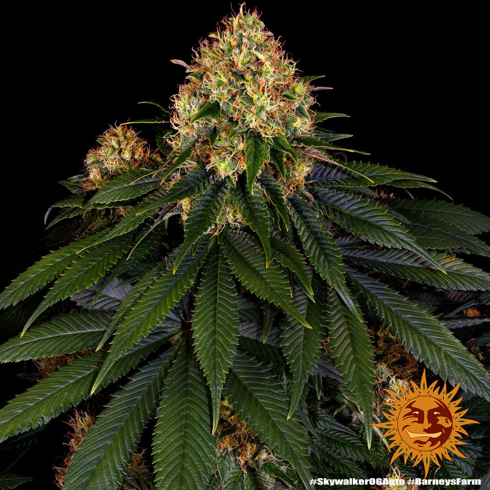 Skywalker OG Auto 3 von Barneys Farm