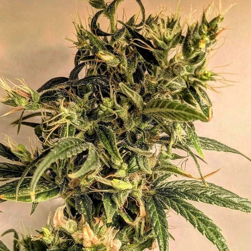 80 Durban Poison Regulär Bud