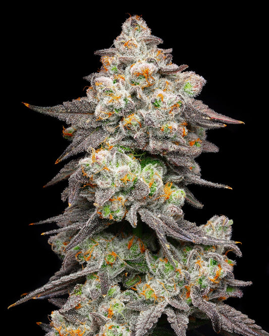 acai grapes - cookies seeds feminized