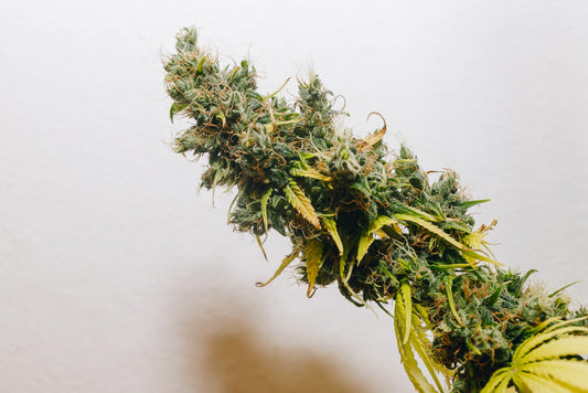 Nigerian Sativa Landrasse 2