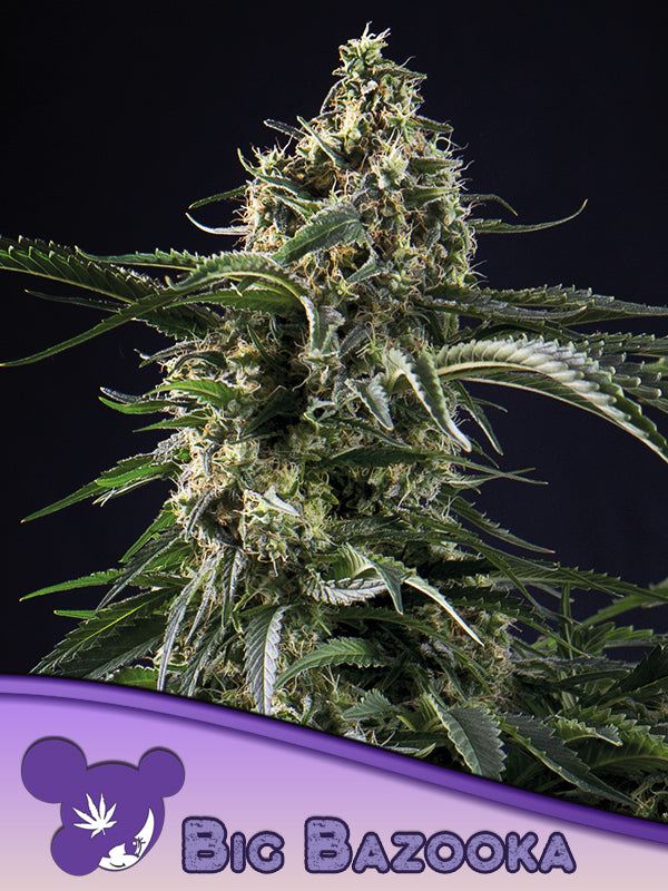 Big Bazooka Headbud – Anesia Seeds