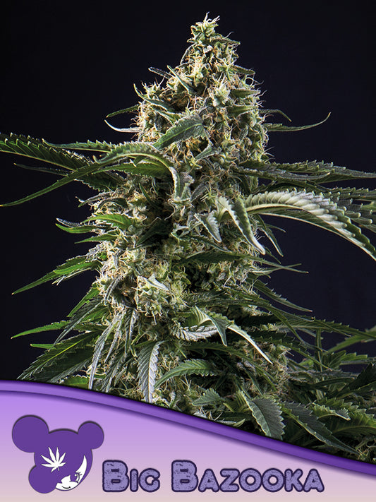 Big Bazooka Headbud – Anesia Seeds