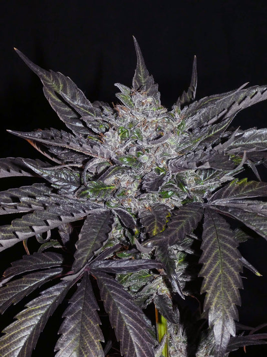 Sheberghan Landrasse Headbud von Khalifa Genetics
