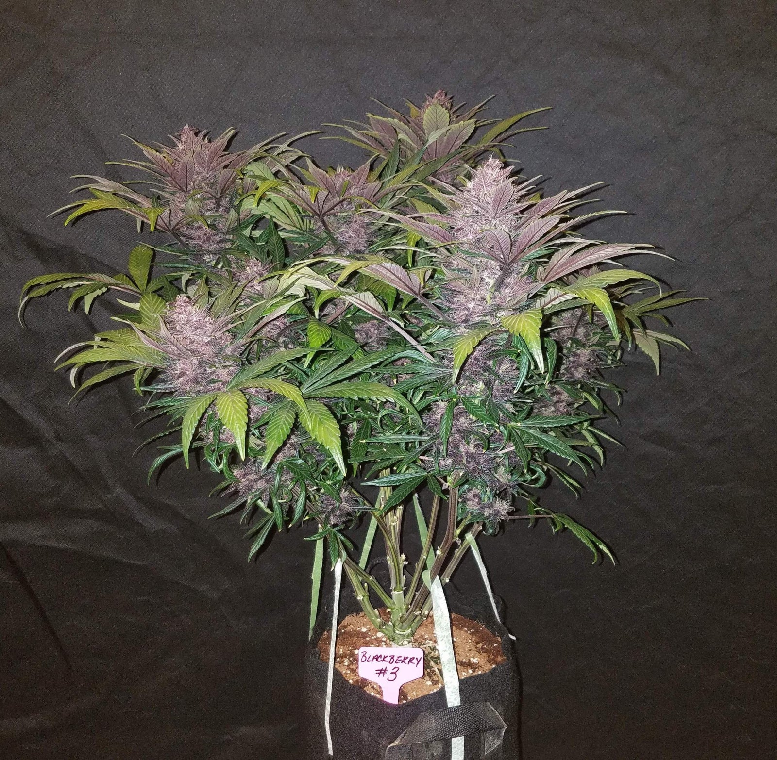 Original Blackberry Auto Fast Buds ganze Pflanze Ernte