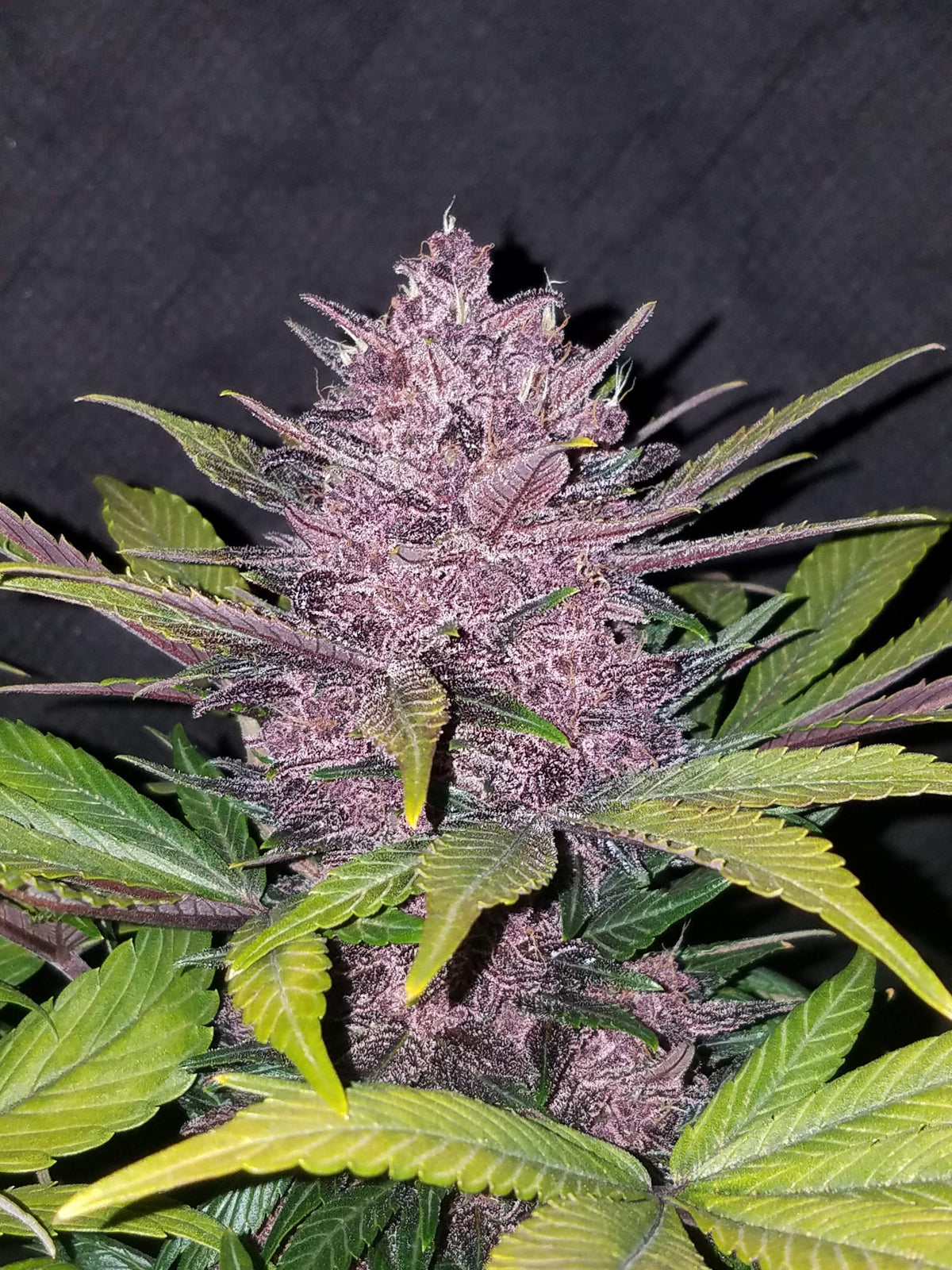 Original Blackberry Auto Fast Buds 2