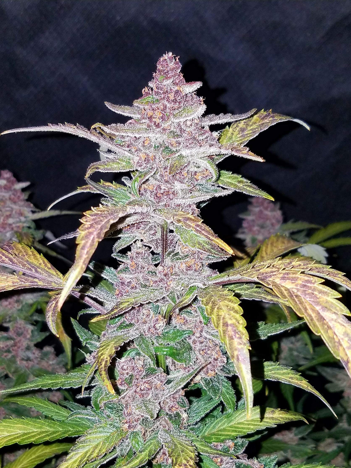 Original Blackberry Auto Fast Buds Headbuds