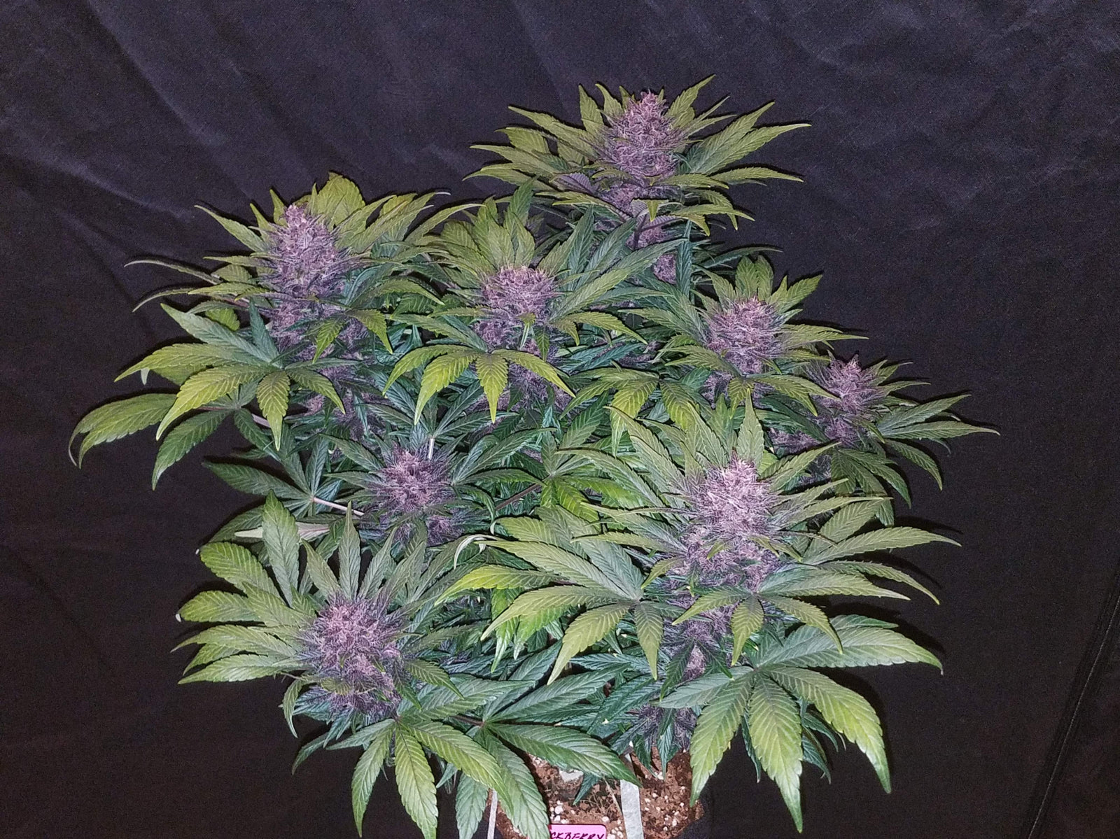 Original Blackberry Auto Fast Buds von oben