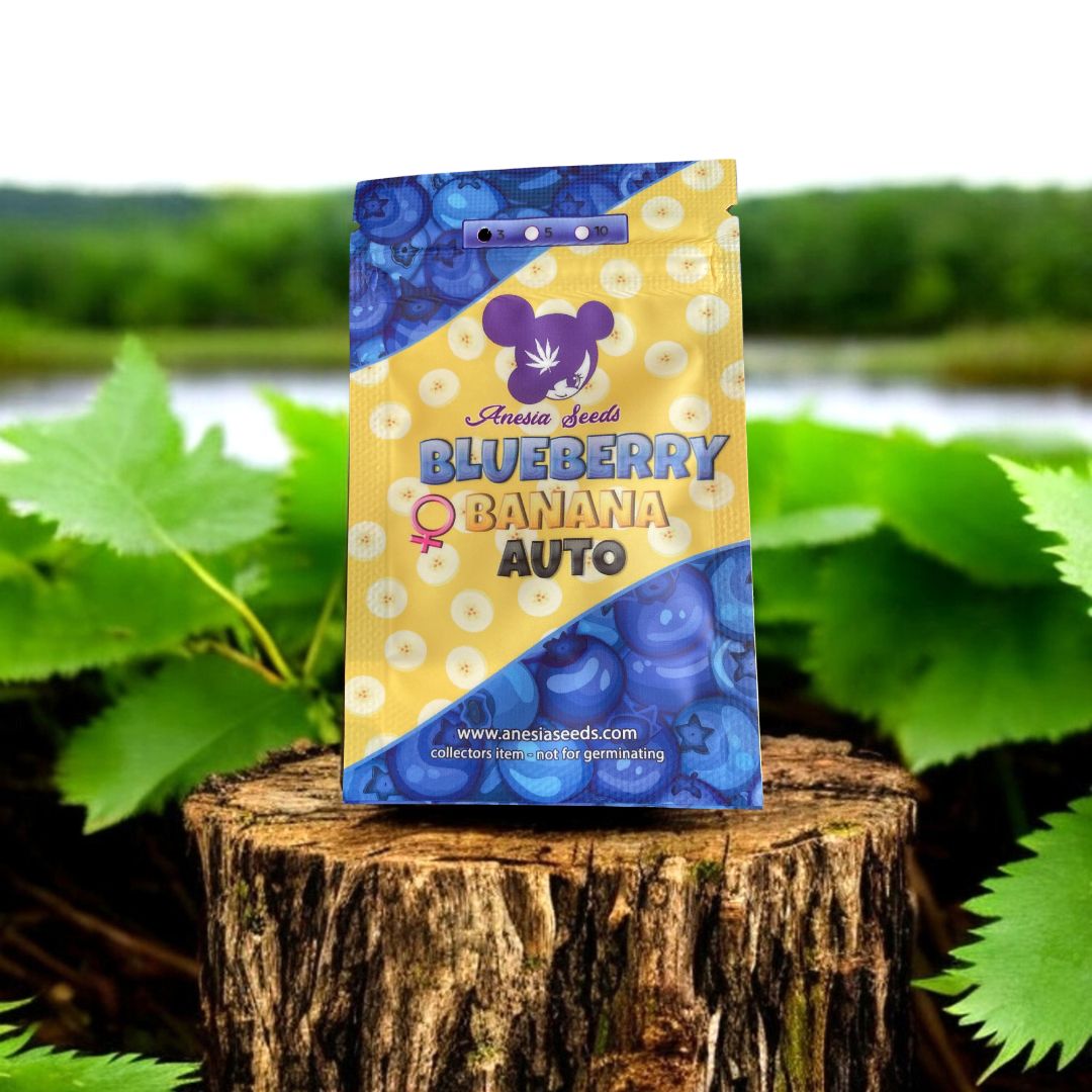 Blueberry Banana Auto Seed Pack von Anesia Seeds. Auf einem Baumstamm in der Natur.