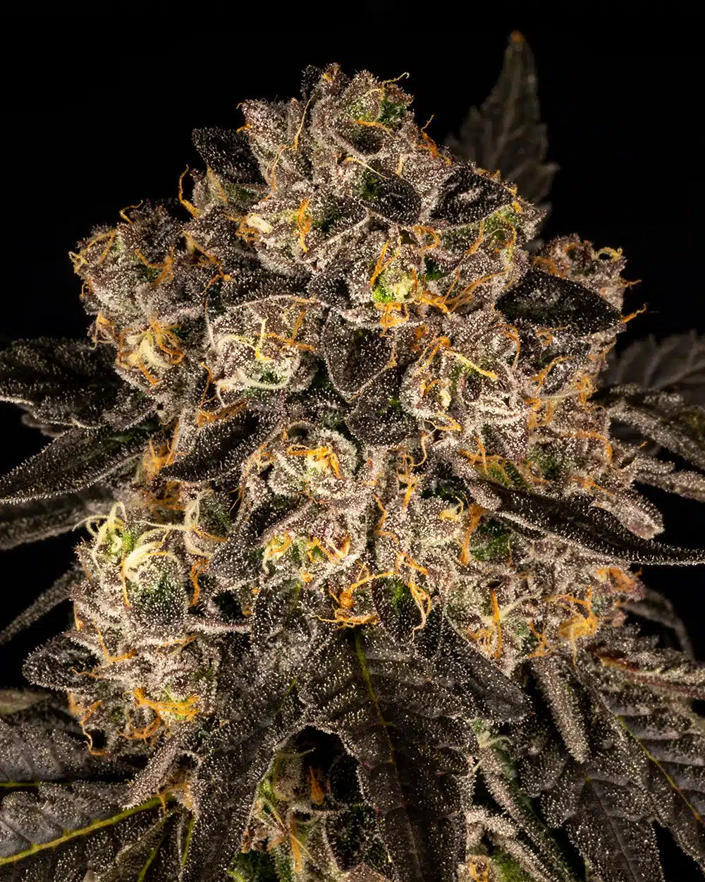cherry fritter bud 2