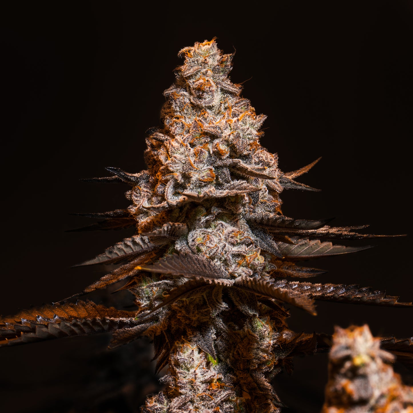 Cookies_and_Cream_seeds_Bud