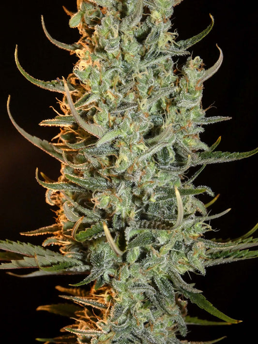 Desert Skunk Head Bud von Khalifa Genetics