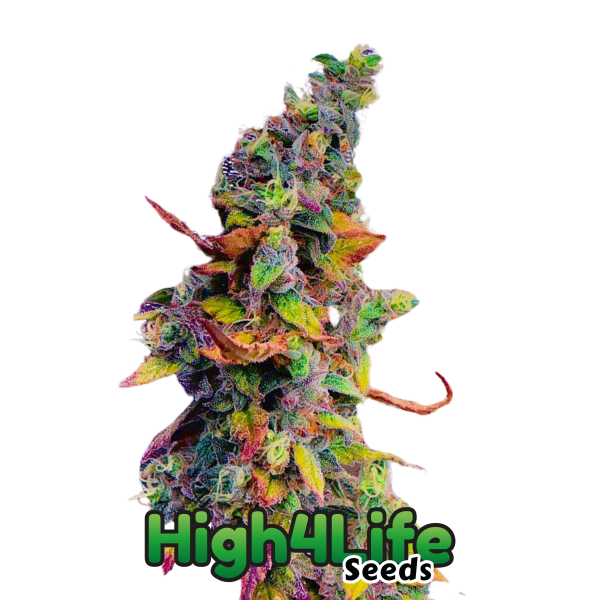 Euphoria Explosion OG Headbud