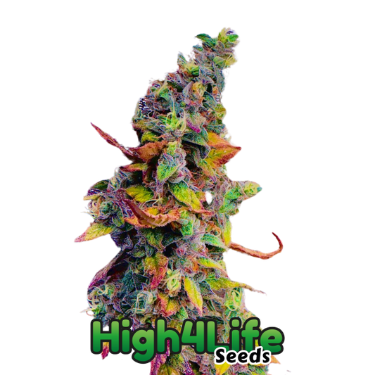 Euphoria Explosion OG Headbud