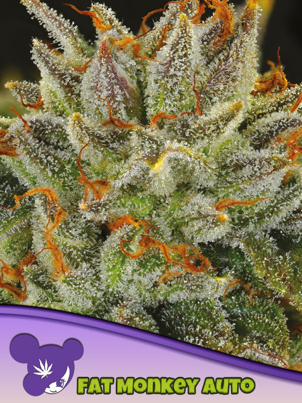fat monkey auto