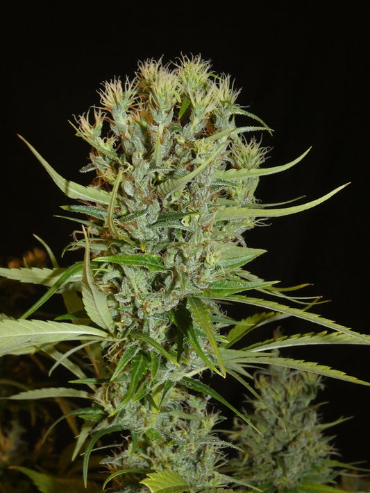 Filipino Kibugan Landrasse Foxtailing