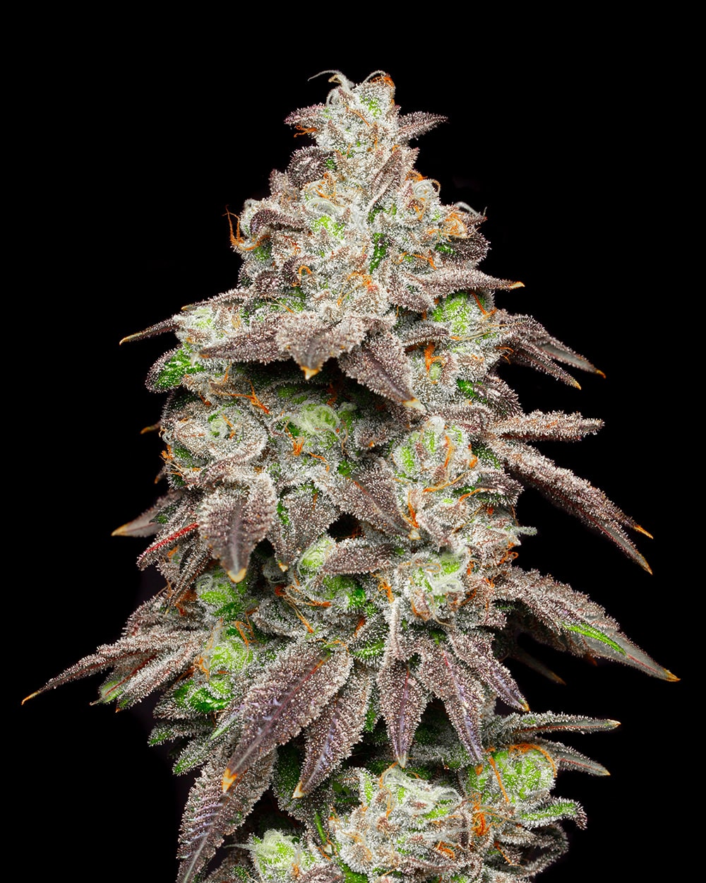 Fried Banana Headbud