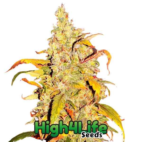 Frost Citrus Runtz Headbud