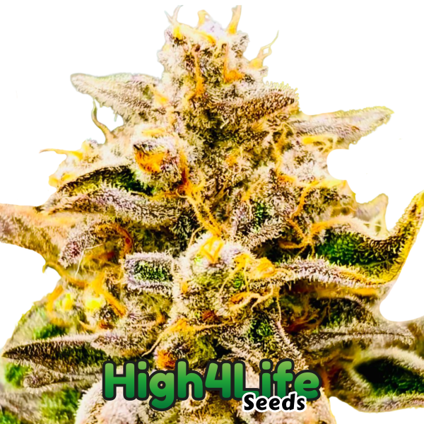 Frost Citrus Runtz Headbud 2
