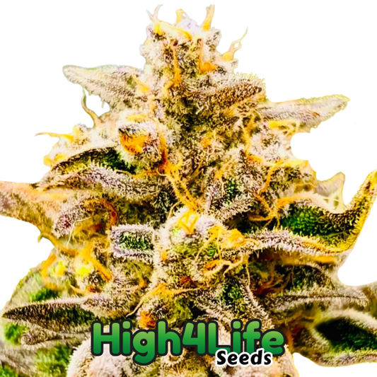 Frost Citrus Runtz Headbud 2