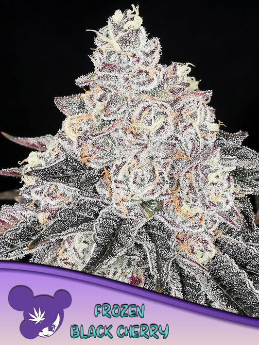 Frozen Black cherry Bud Frontal