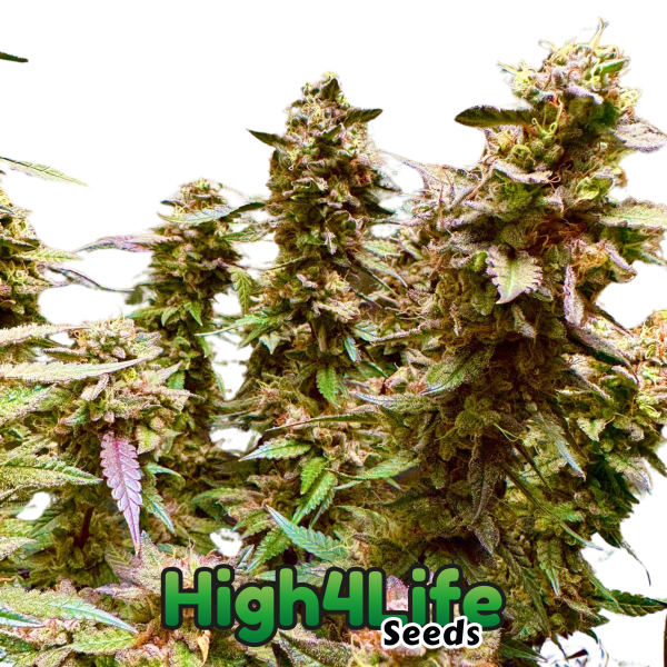 Galactic Zkittlez ganze pflanze