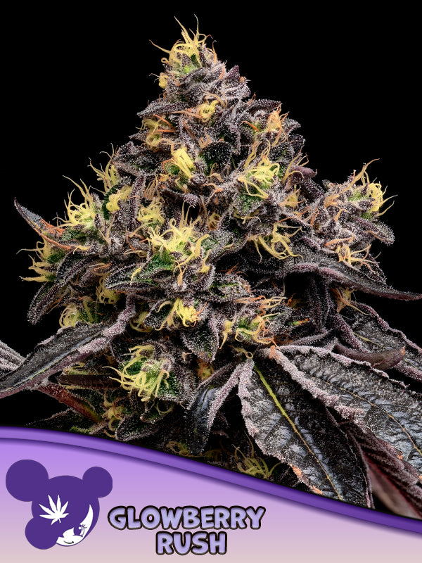 Glowberry Rush feminisierte Cannabis Samen von Anesia Seeds