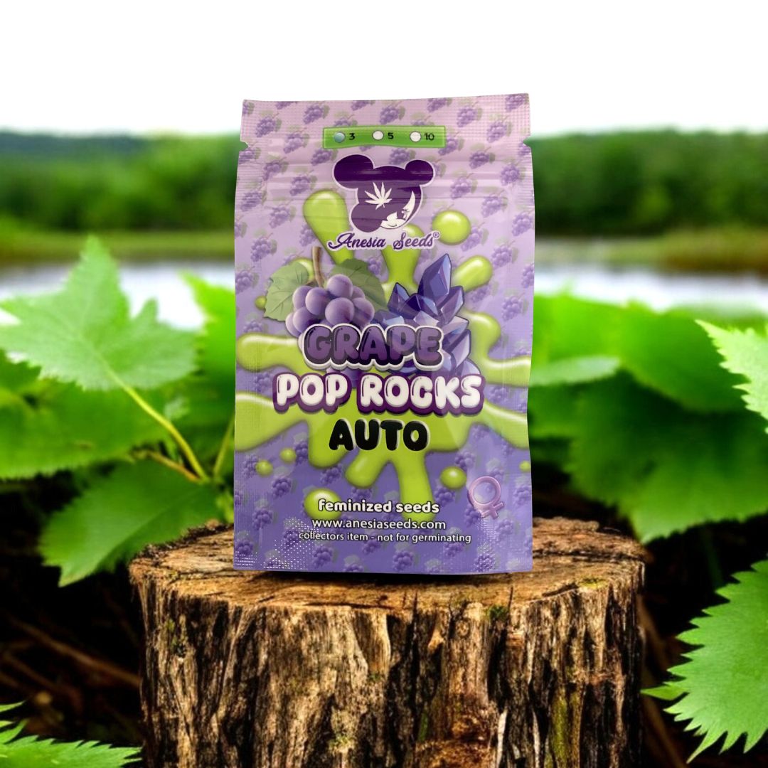 Grape Pop Rocks Auto Seed Pack - Anesia Seeds - auf einem Baumstamm