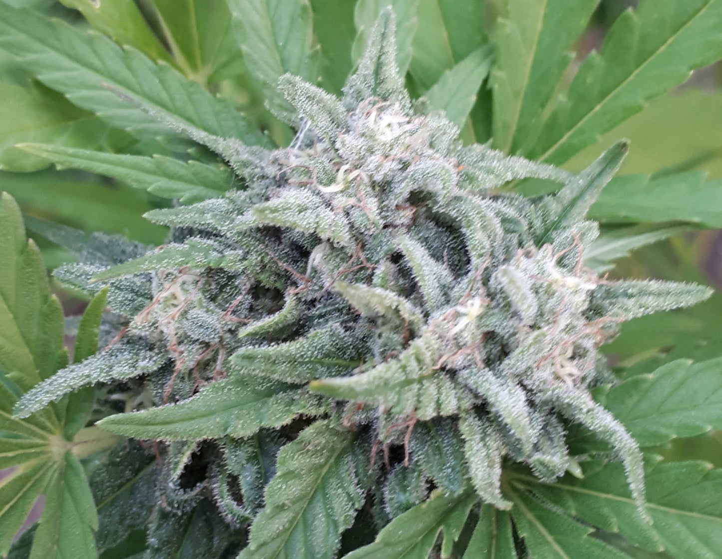 Himalaya Snow Regular 4