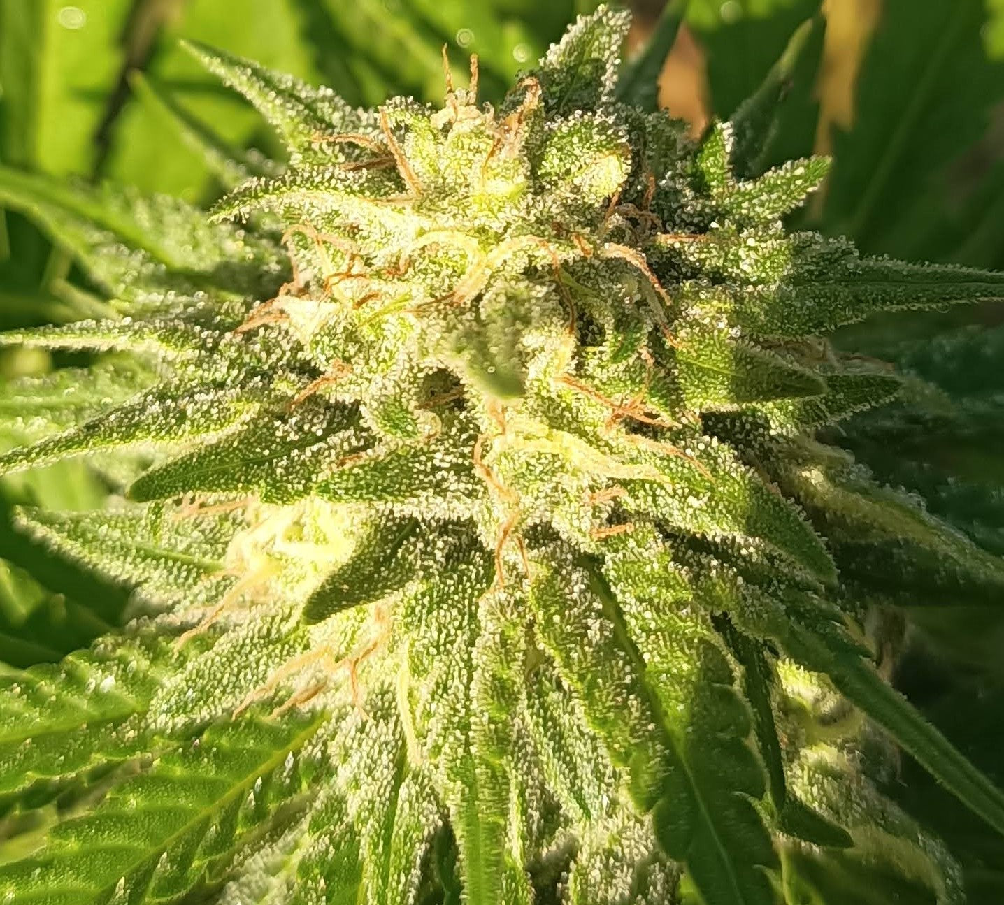 Himalaya Snow Regular 6
