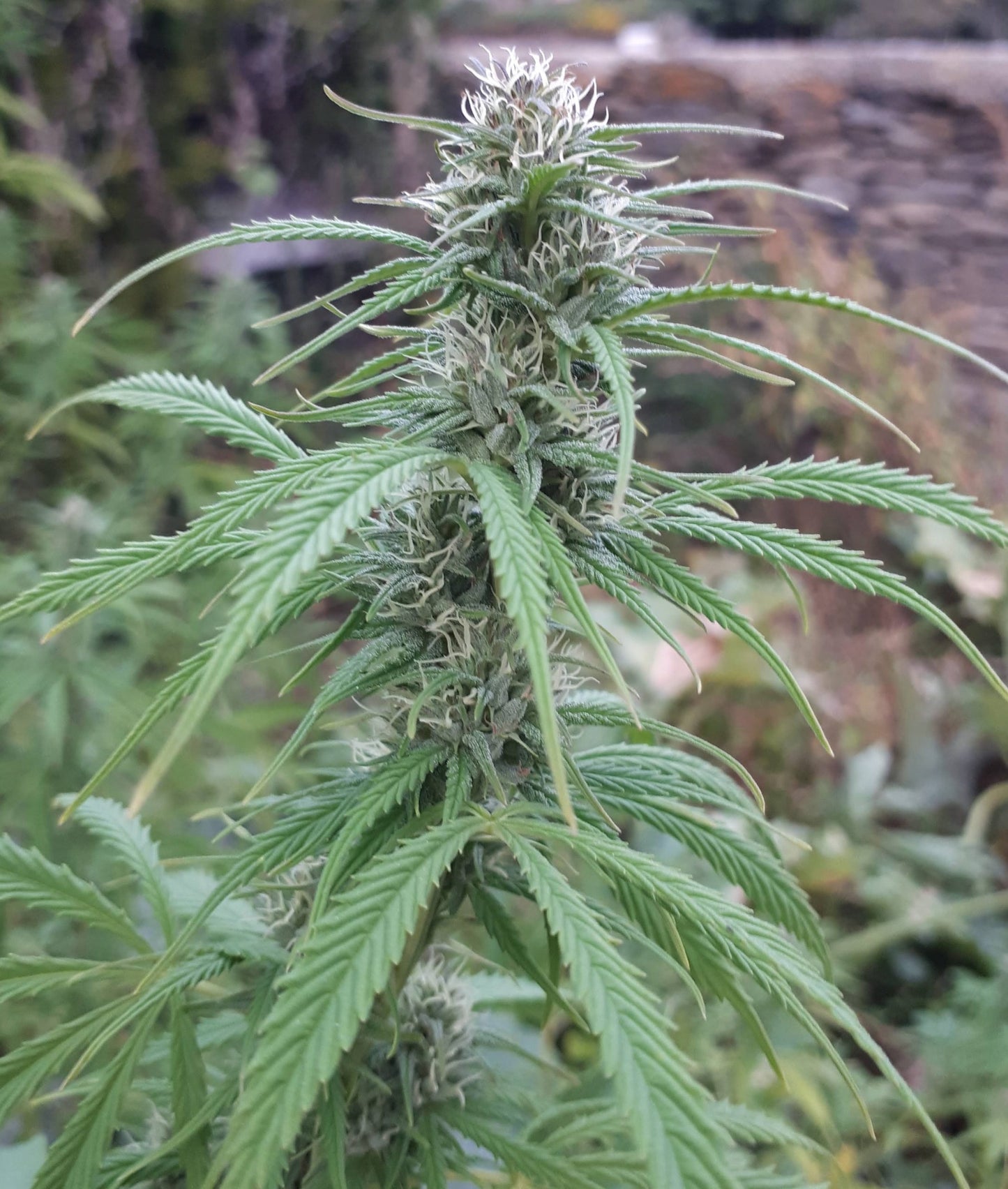 Himalaya Snow Regular 5
