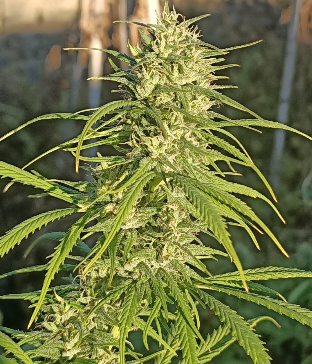 Himalaya Snow Regular 2