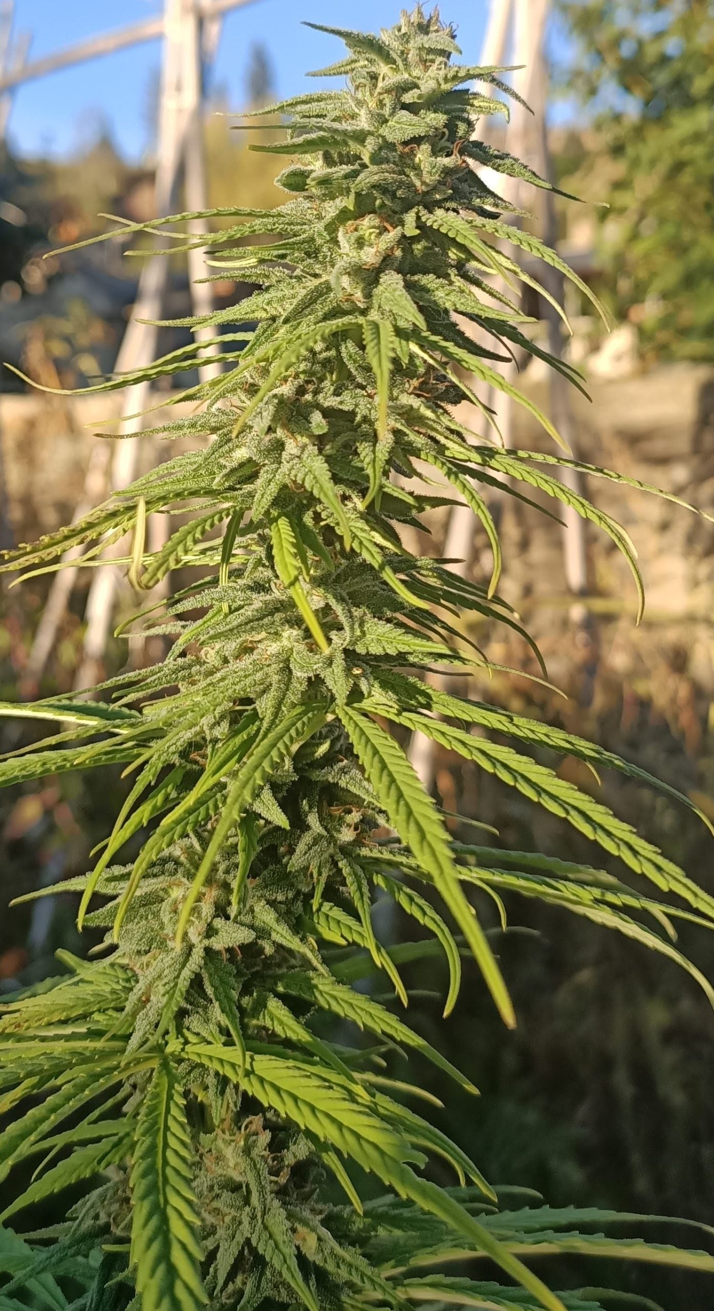 Himalaya Snow Regular 3
