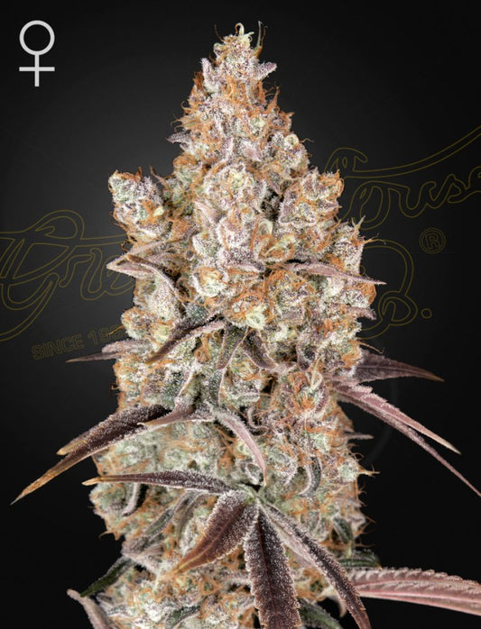 Holy Snow Green House Seeds Cannabis Samen