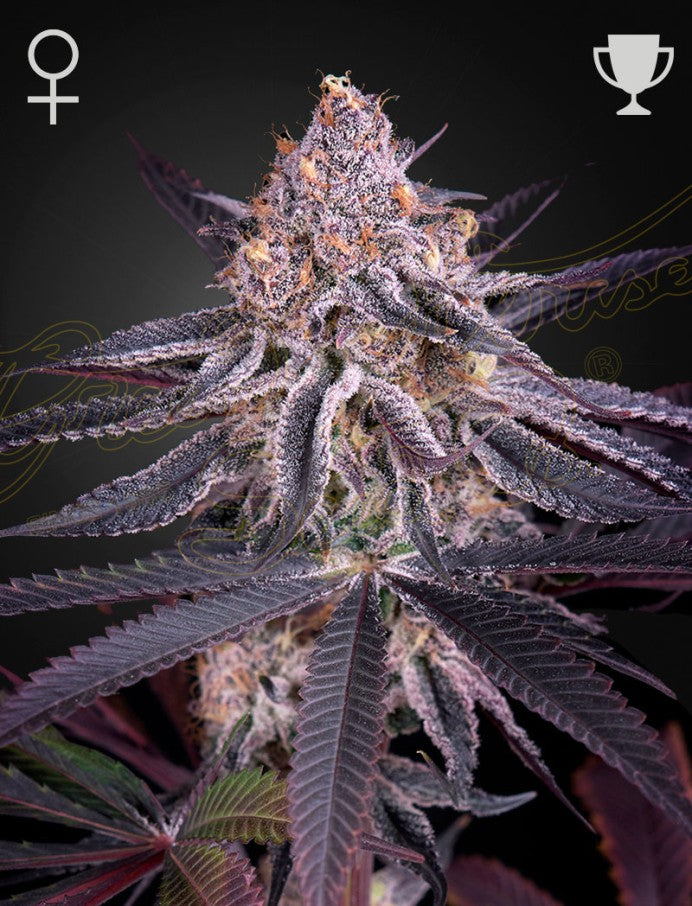 Kings Juice Headbud