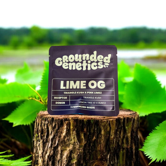 Lime OG Seed Pack