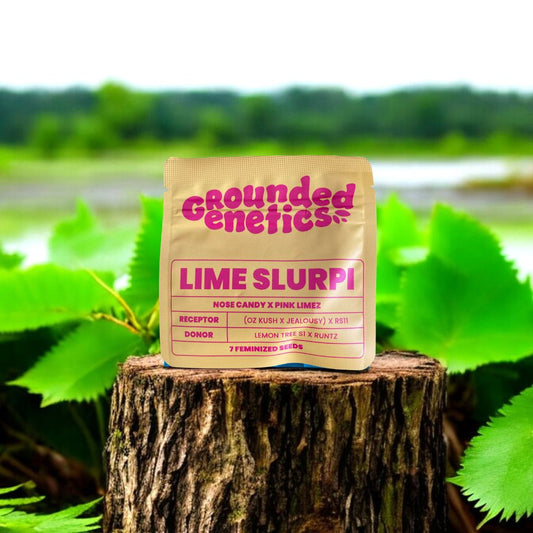 Lime Slurpi Seed Pack Grounded Genetics