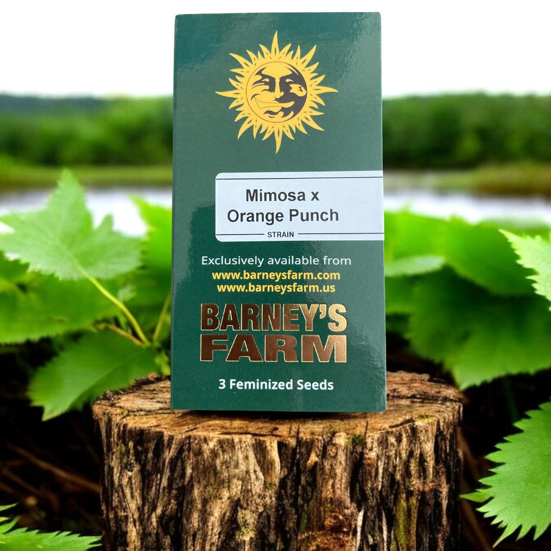 Mimosa Orange Punch Seed Pack von Barneys Farm. Auf einem Baumstamm in der Natur.