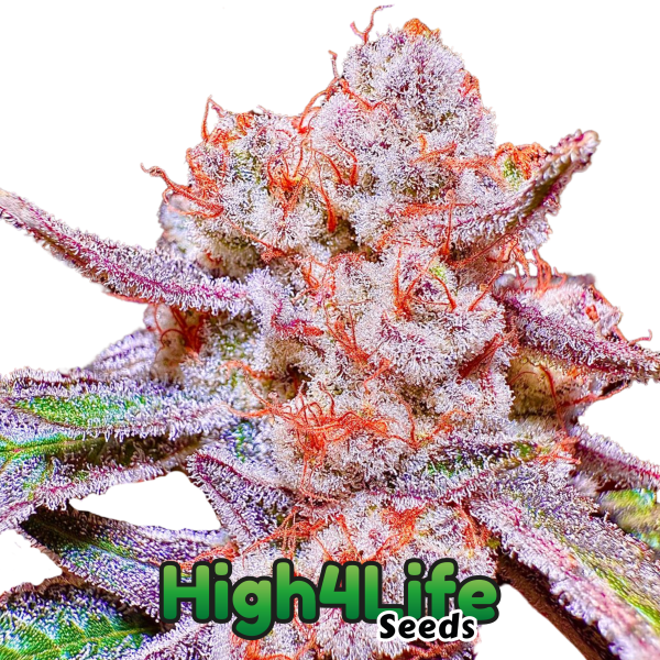 Papaya Tronix supreme Headbud von High4Life Seeds