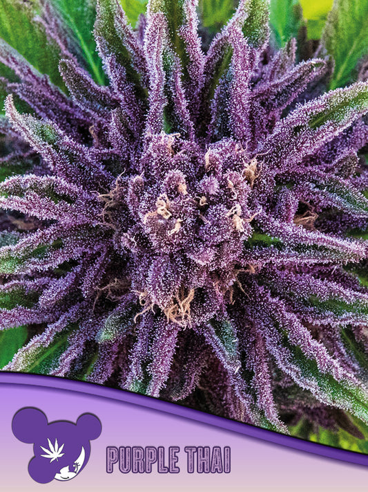 Purple Thai Landrace