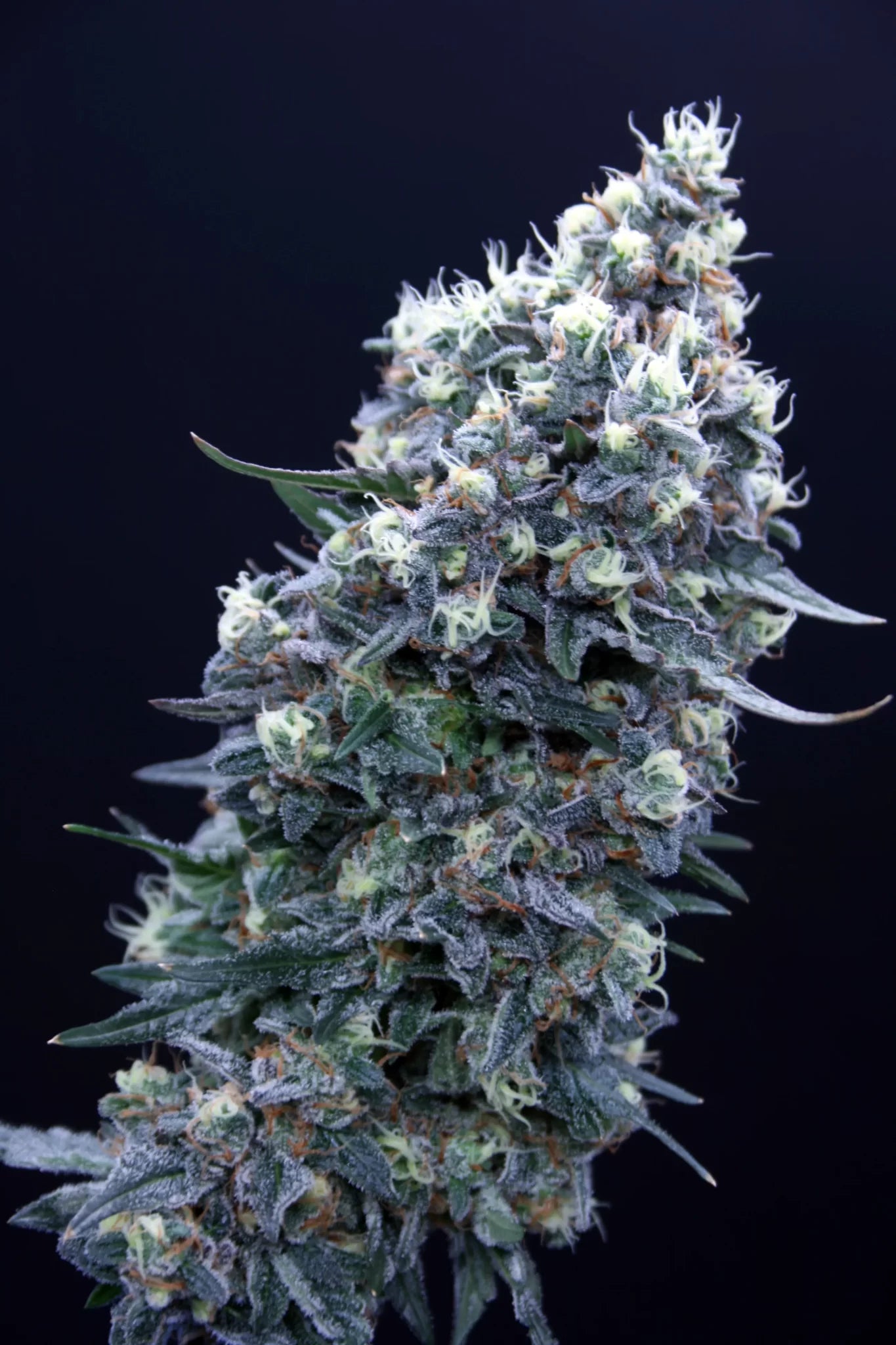 Sherberry Blizzard headbud