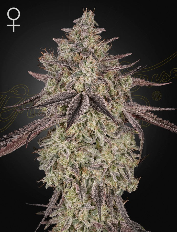 Skywalker Auto Headbud