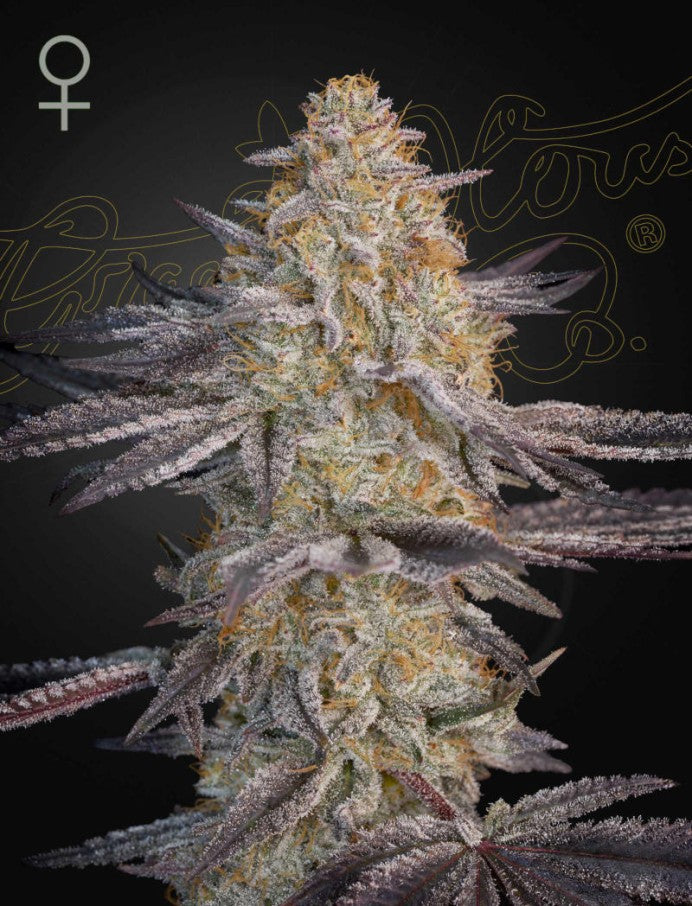 Super Lemon Haze x RS 11