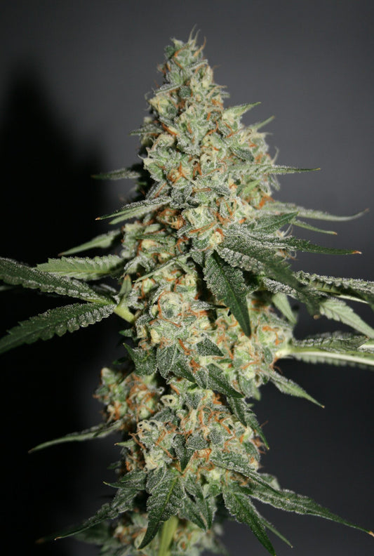 Snowberry Headbud von true canna genetics