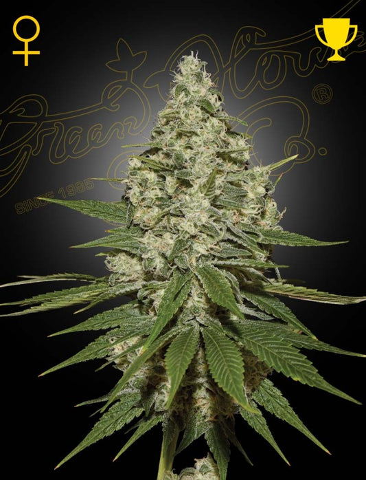 super lemon haze green house seeds
