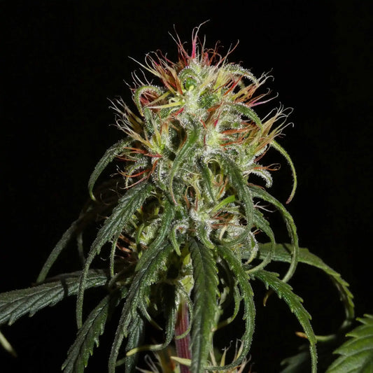 Sibirische Ruderalis Pink von Khalifa Genetics