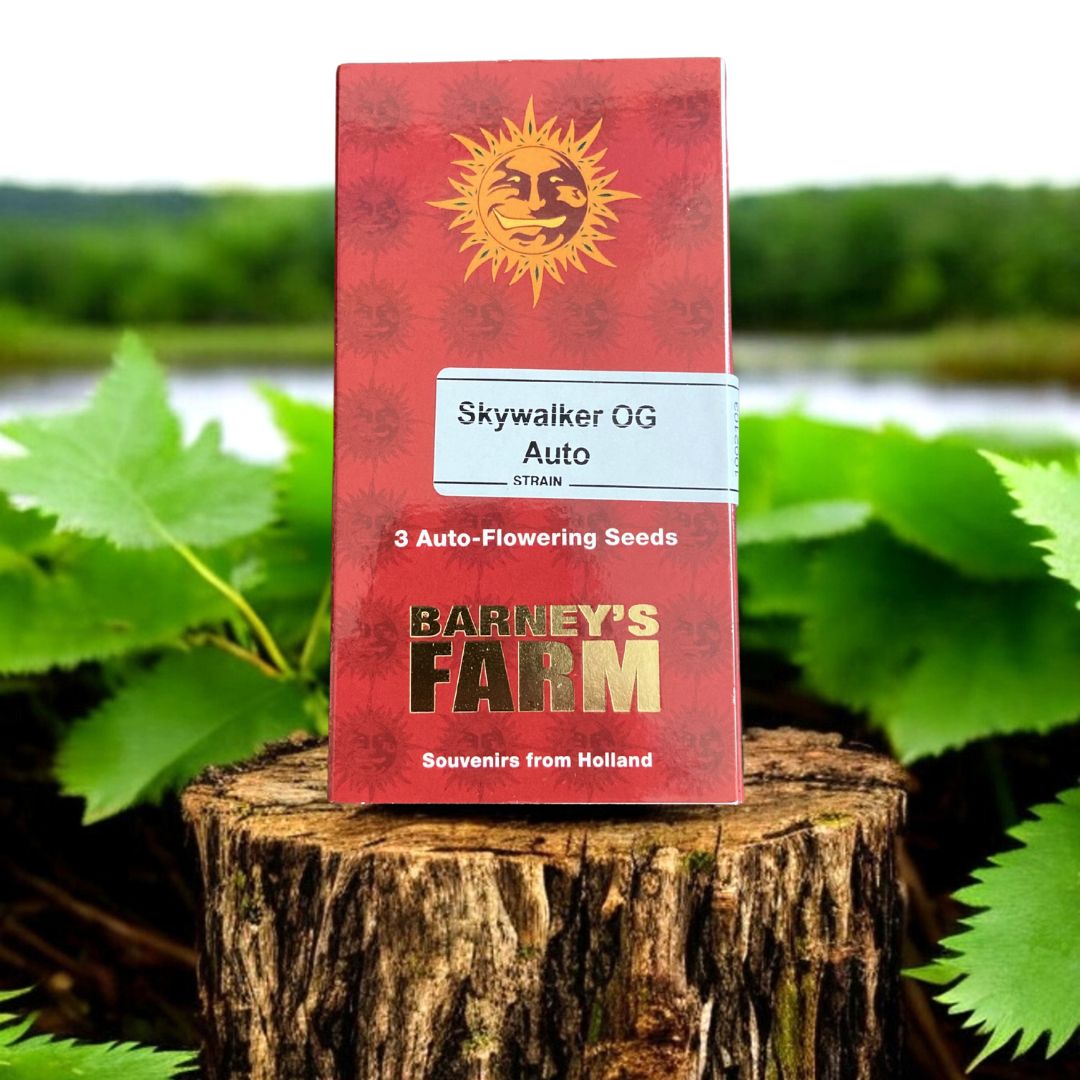 Skywalker OG Auto Seed Pack von Barneys Farm. Auf einem Baumstamm in der Natur.