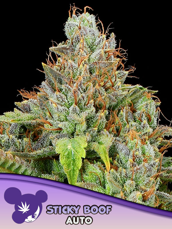 Sticky Boof Auto von Anesia Seeds