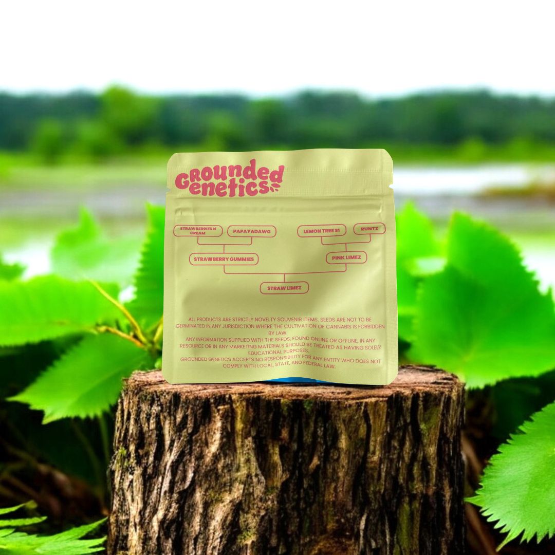 Straw Limez Back Seed Pack von Grounded Genetics